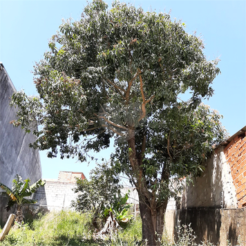 Venda Terreno Campo Limpo Paulista Parque Loja Da China (botujuru) 1