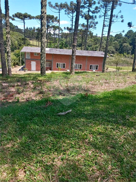 Venda Terreno São José Dos Pinhais Centro 1